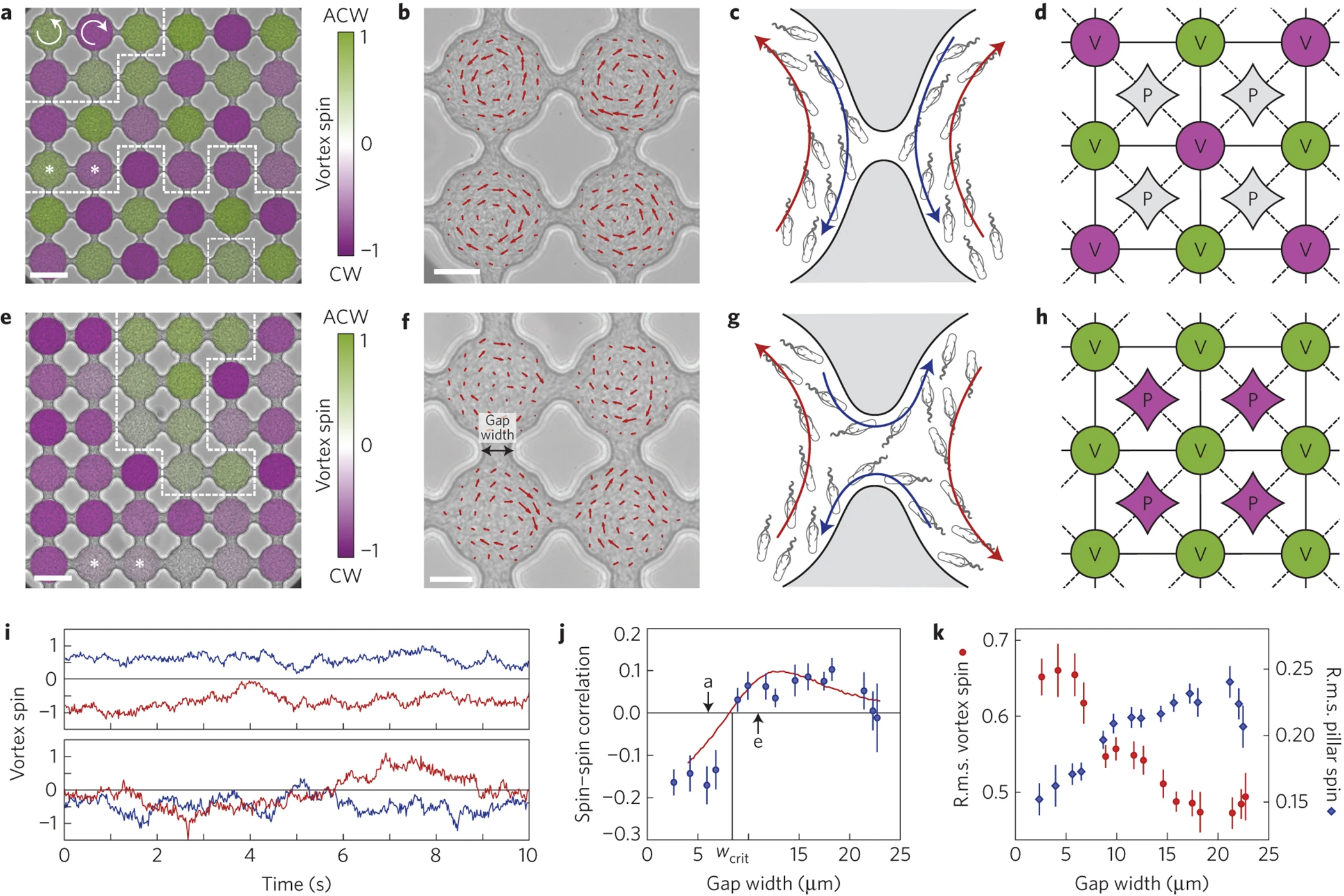 The study confines bacteria in small, interconnected chambers to investigate how the vortices in different chambers form ordered arrangements. In panels a and e on the left, many bacteria collectively form a vortex within each circular region. Green and purple indicate opposite directions of rotation, not two bacterial species. With narrow channels, neighboring vortices more often rotate in opposite directions, producing alternating colors; wider channels favor regions of rotation in the same direction, producing patches of the same color. In the bottom panels, i shows that rotation continues to fluctuate in time, while j quantifies the relationship between neighbors. Negative values indicate a preference for opposite directions, and positive values a preference for the same direction. The remaining panels show flow details, simplified models, and rotation strengths that help explain this change. For this lecture, two observations matter most. Interactions organize local motion into ordered patterns, yet fluctuations persist within those patterns. Source: Wioland, H., Woodhouse, F. G., Dunkel, J., & Goldstein, R. E. (2016). Ferromagnetic and antiferromagnetic order in bacterial vortex lattices. Nature physics, 12(4), 341-345.