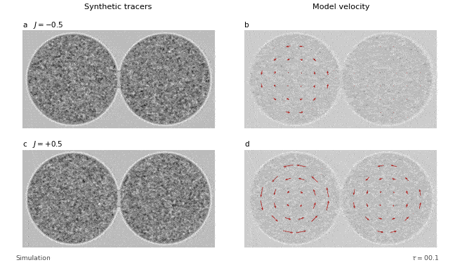 Two-Vortex Model Animation