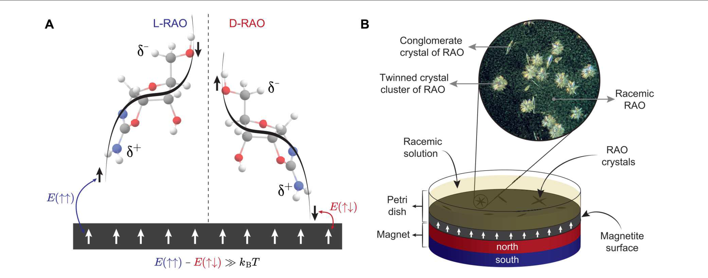 CISS-driven spin-selective crystallization: (A) chiral molecule near a spin-polarized magnetic surface; (B) crystallization setup and RAO crystals on magnetite. Source: Ozturk, S.F., et al. (2023). Origin of biological homochirality by crystallization of an RNA precursor on a magnetic surface. *Sci. Adv.* 9, eadg8274. © The Authors. Reproduced with reference to the original publication.