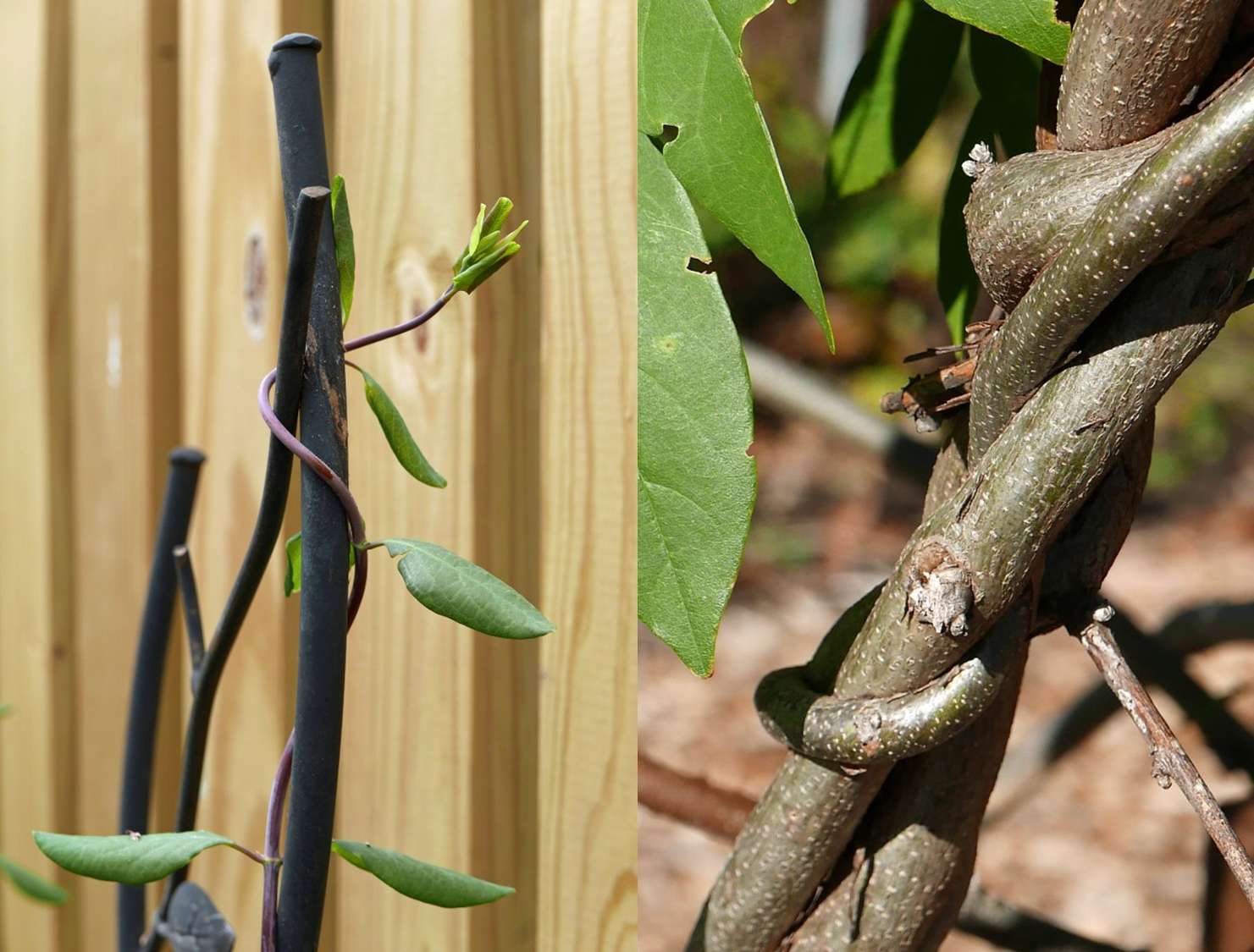 Clockwise and counter-clockwise twining. Source: Virginia Master Gardeners (mgnv.org/plants/glossary/glossary-twine/), used for botanical illustration.